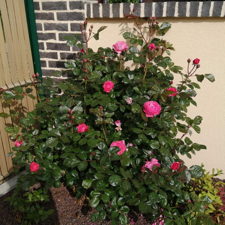 IMG_20200508_100814